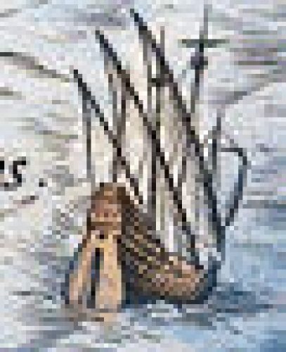 “POLONIAE "finitimarumque locorum descriptio” (detail)